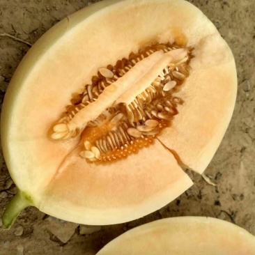 东方蜜1号甜瓜1.5斤以上皮薄肉多香甜可口一手货