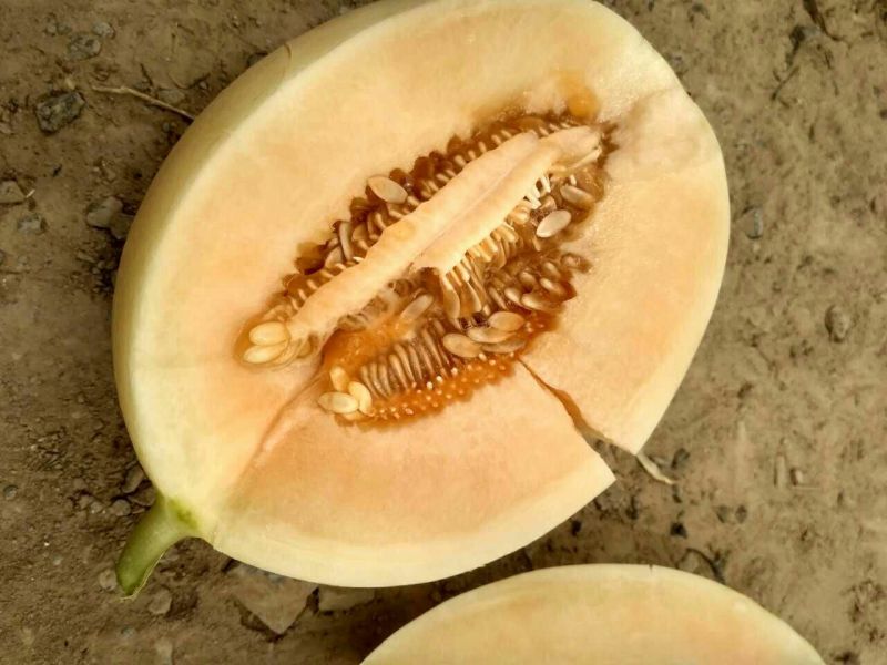 东方蜜1号甜瓜1.5斤以上皮薄肉多香甜可口一手货