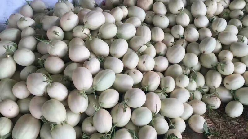 东方蜜1号甜瓜1.5斤以上皮薄肉多香甜可口一手货