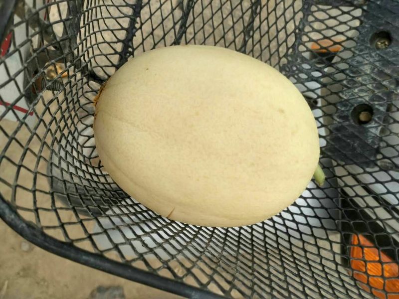 东方蜜1号甜瓜1.5斤以上皮薄肉多香甜可口一手货