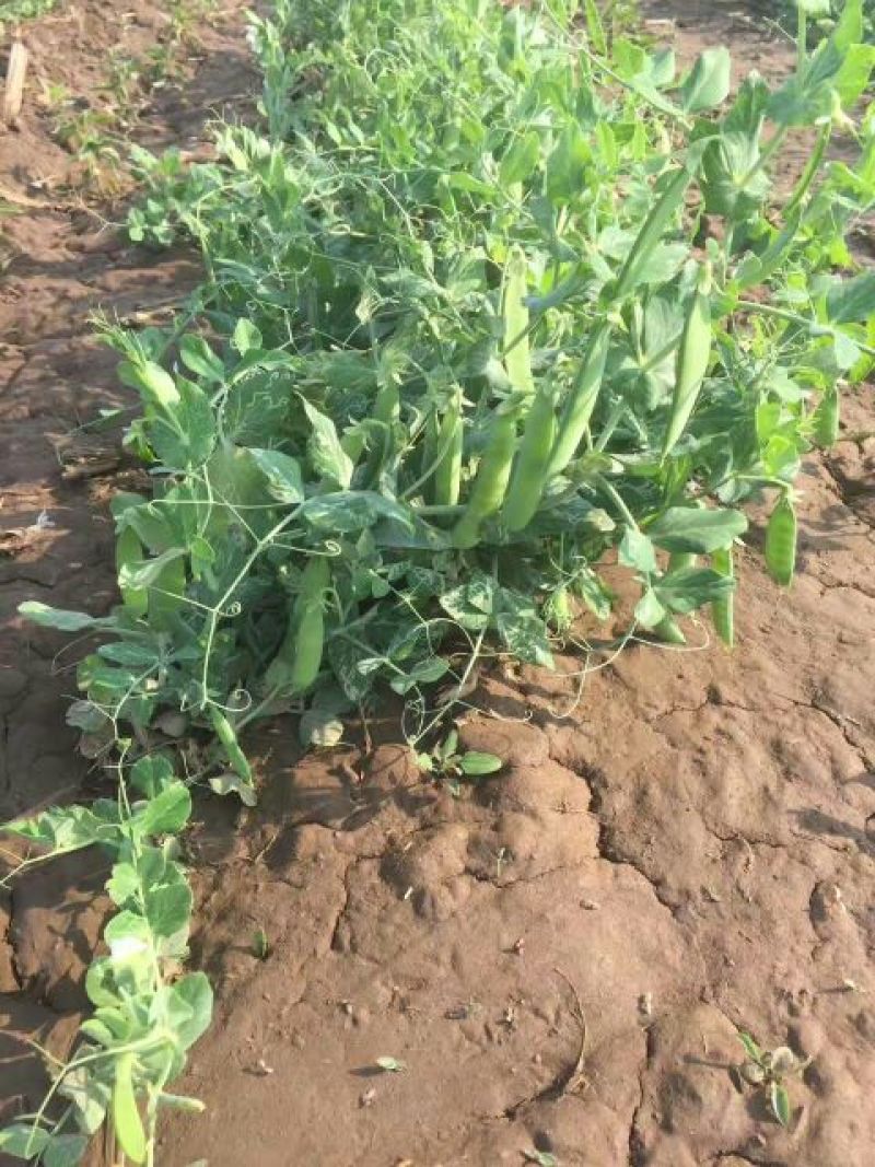 豌豆荚