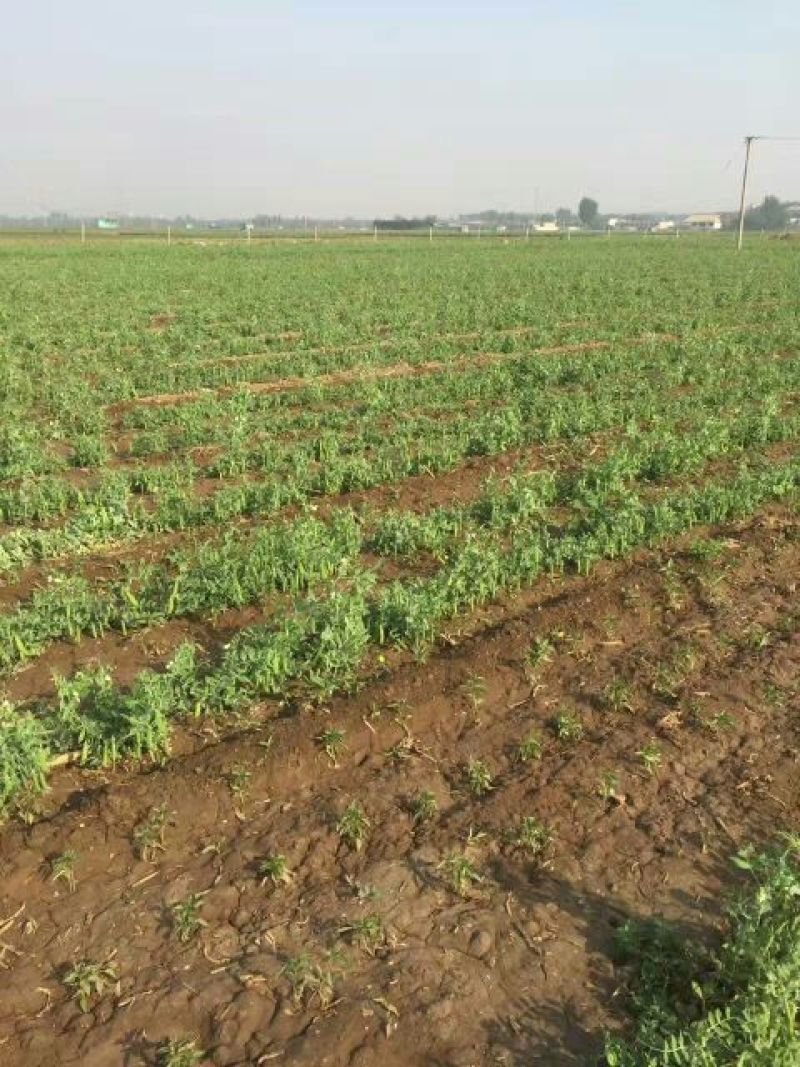 豌豆荚