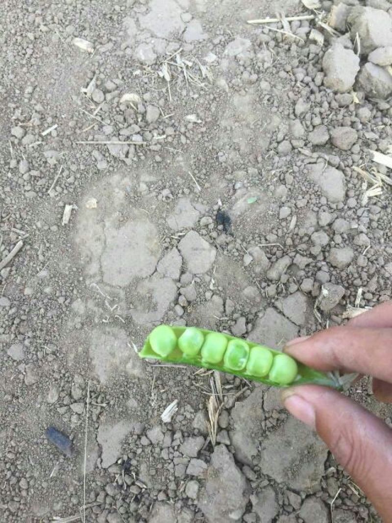 豌豆荚