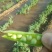 豌豆荚