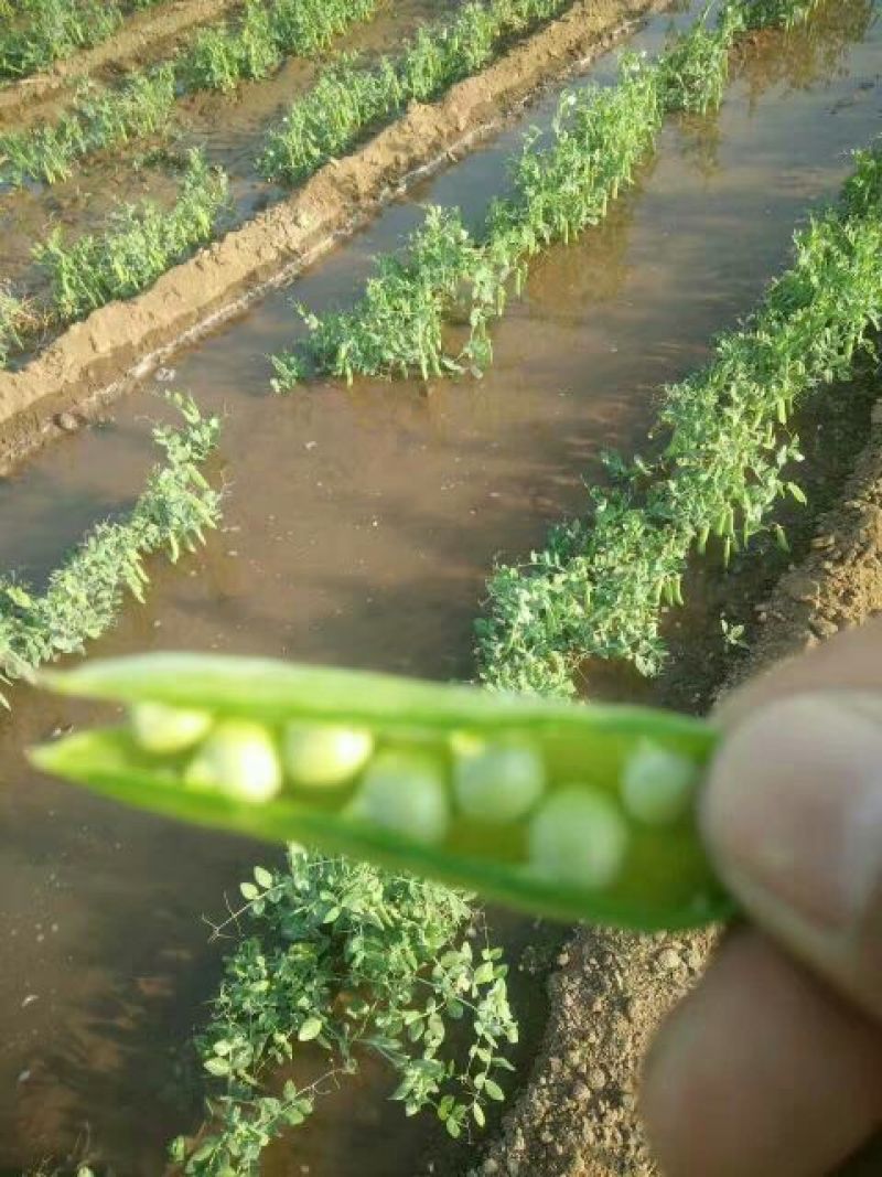豌豆荚