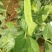 豌豆荚