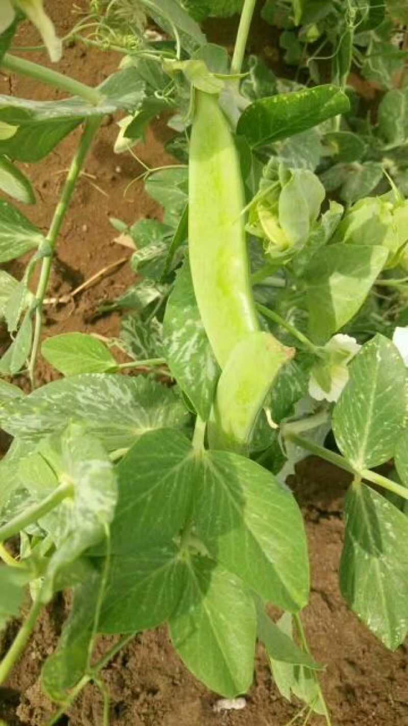 豌豆荚