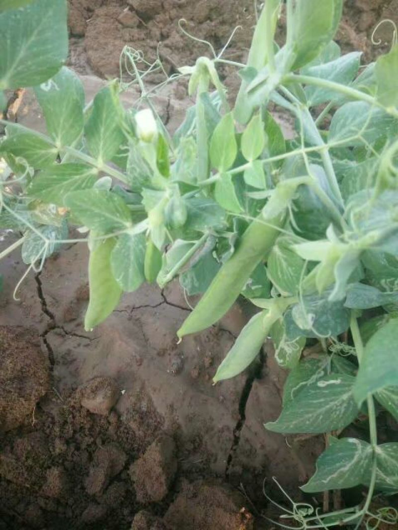 豌豆荚
