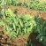 豌豆荚