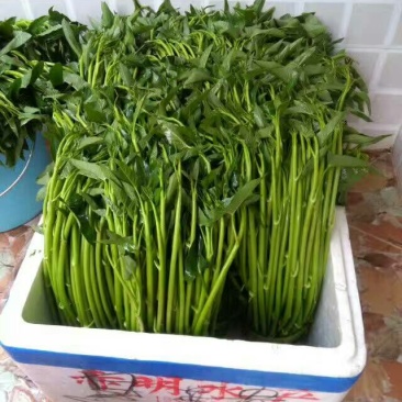 空心菜20~30厘米