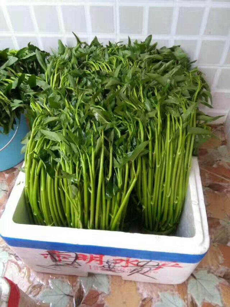 空心菜20~30厘米