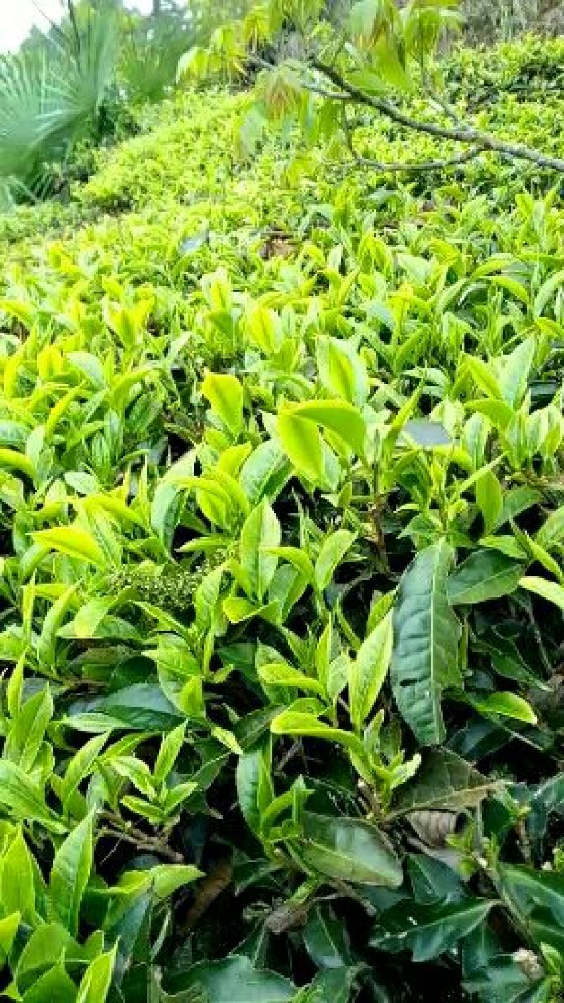 普洱茶一级