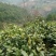 普洱茶一级