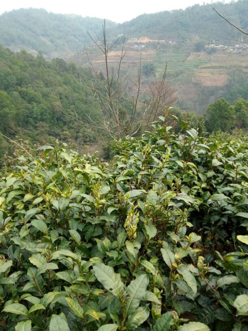 普洱茶一级