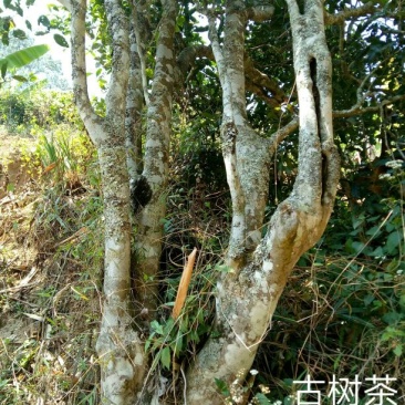普洱茶一级