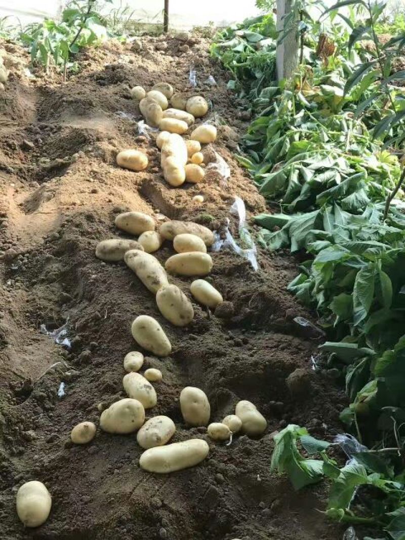荷兰十五土豆精品3两以上