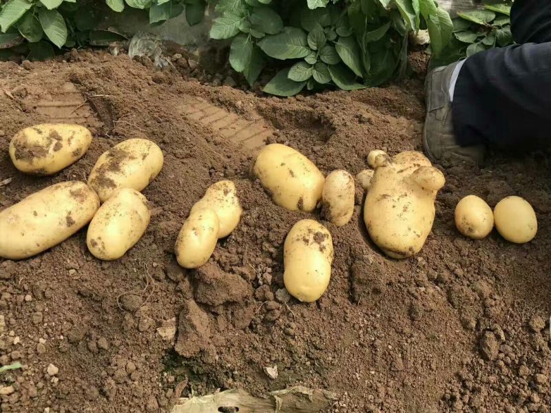 荷兰十五土豆精品3两以上