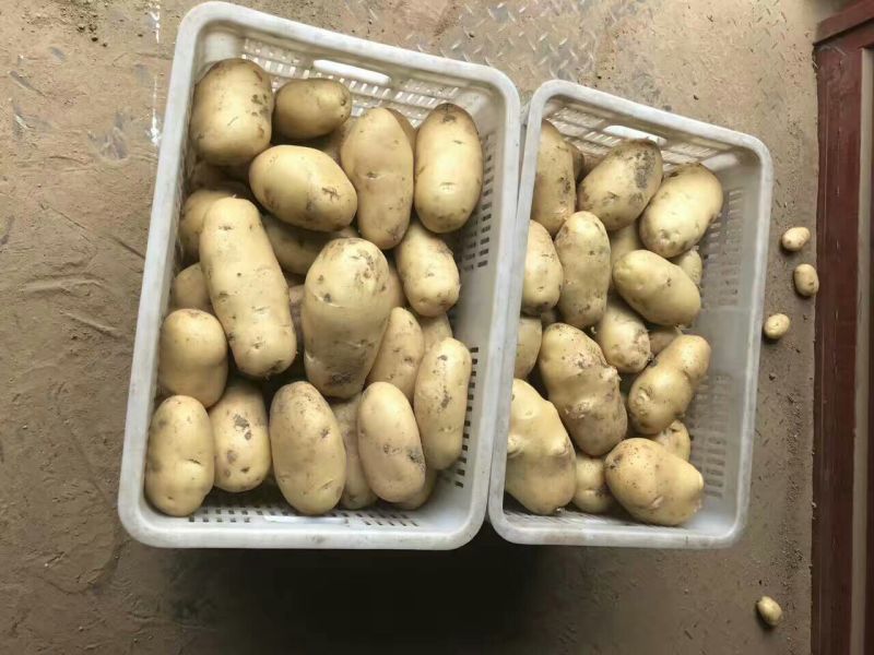 荷兰十五土豆精品3两以上