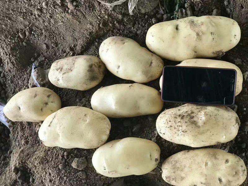 荷兰十五土豆精品3两以上