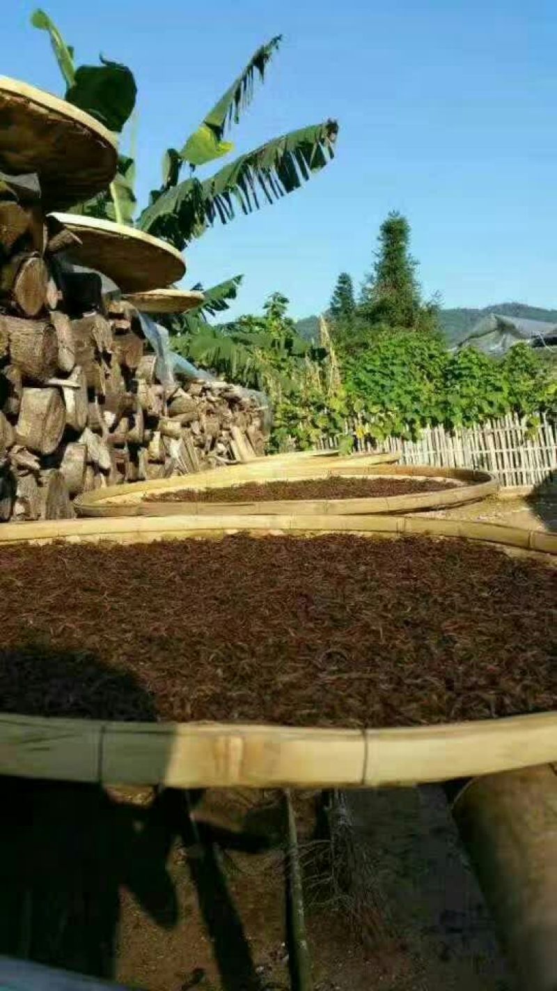 普洱茶特级