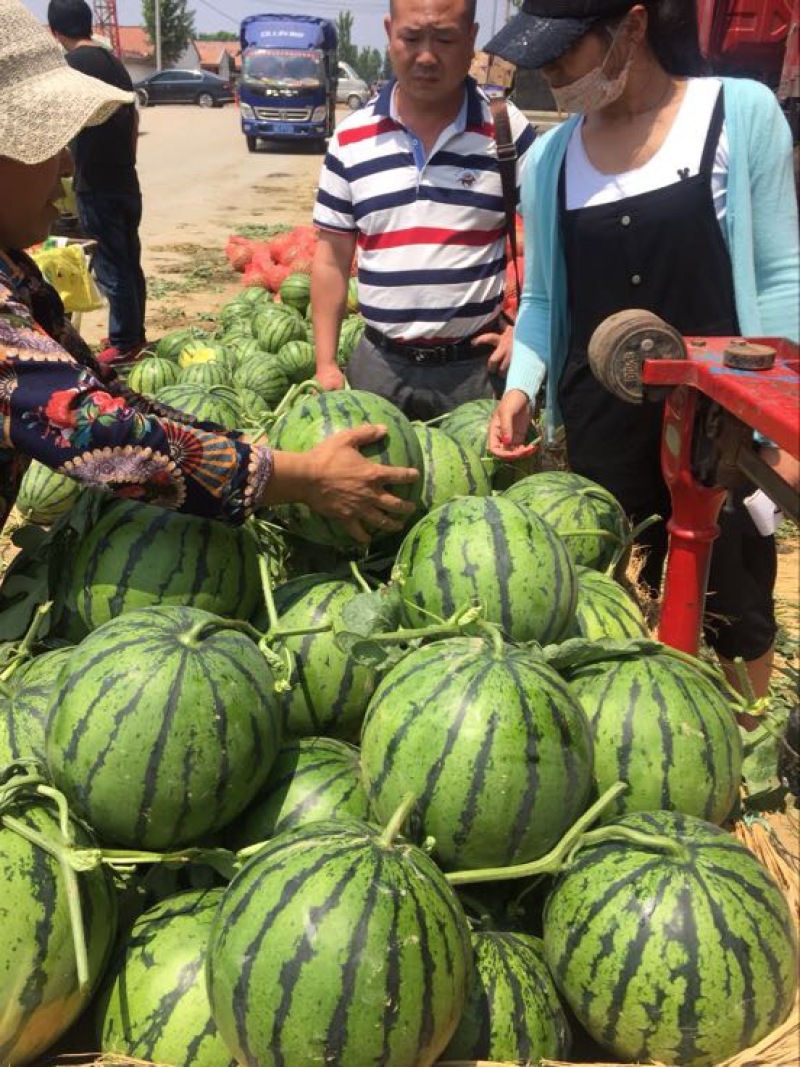 甜王西瓜京欣西瓜山东西瓜产地一手货源糖度高质量三包