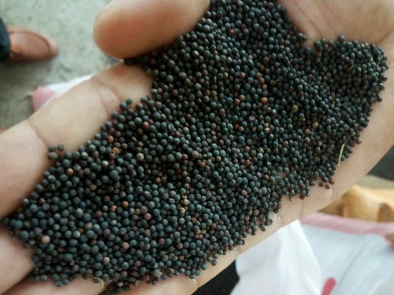 油菜籽