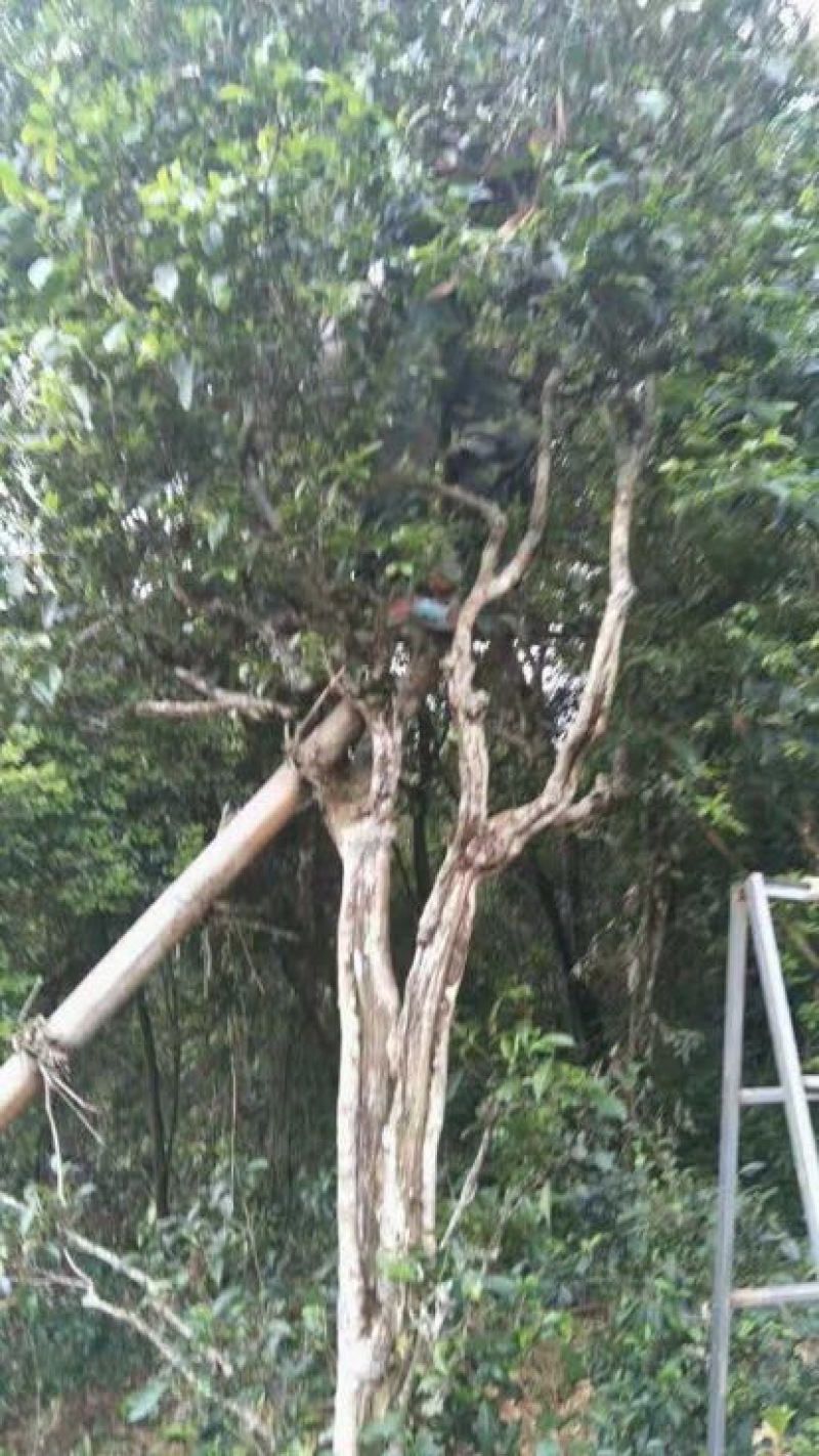 古树普洱茶