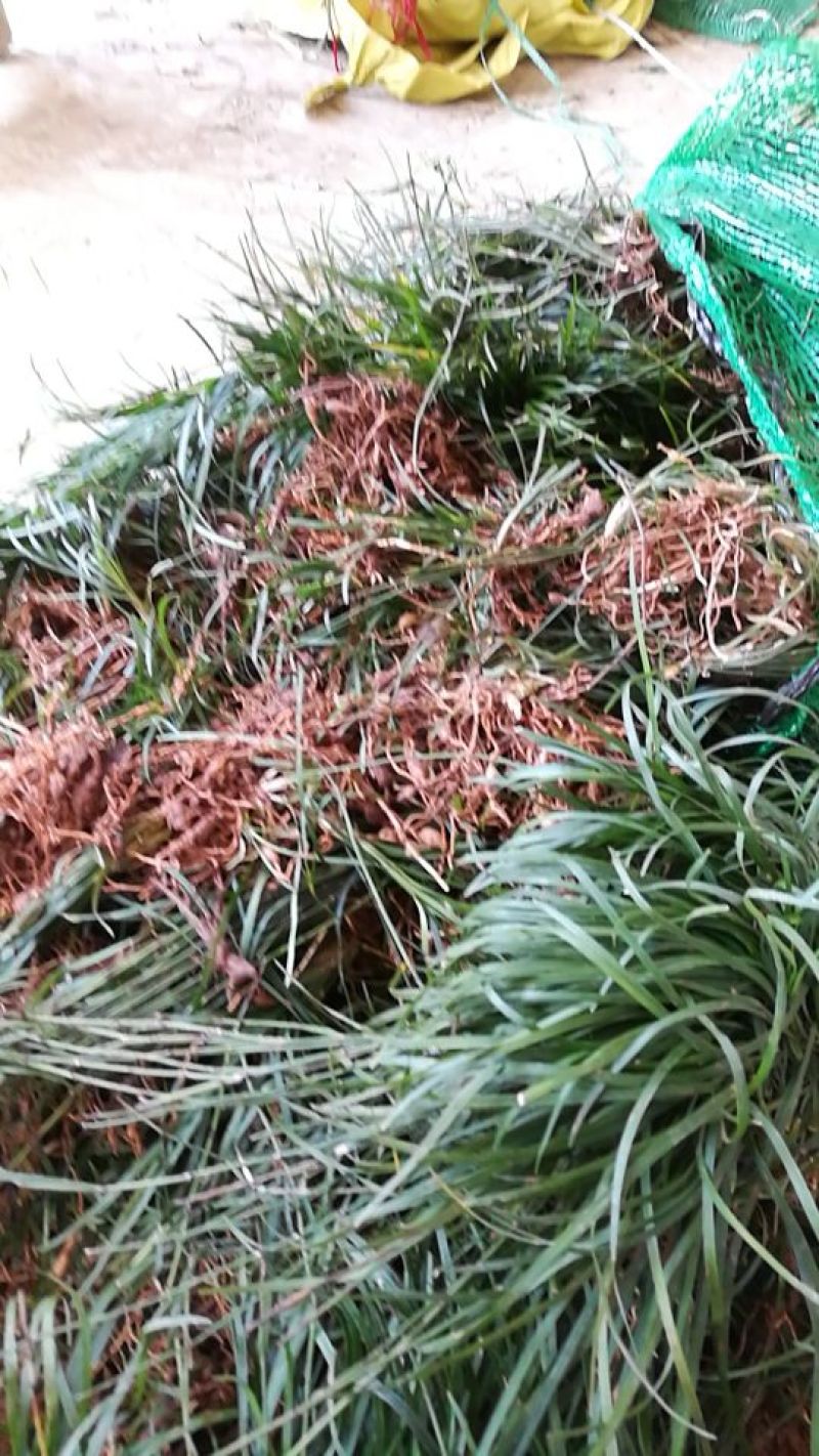 小叶麦冬苗