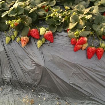 草莓苗奶油草莓苗奶油草莓