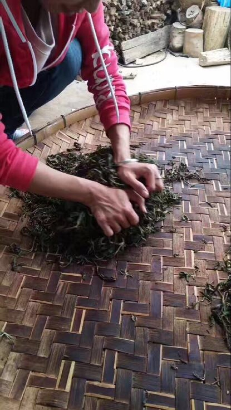 古树普洱茶
