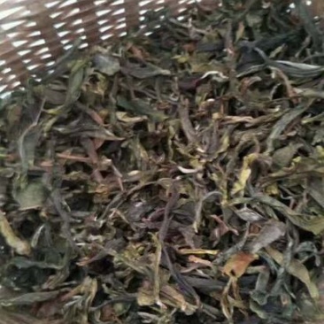 古树普洱茶