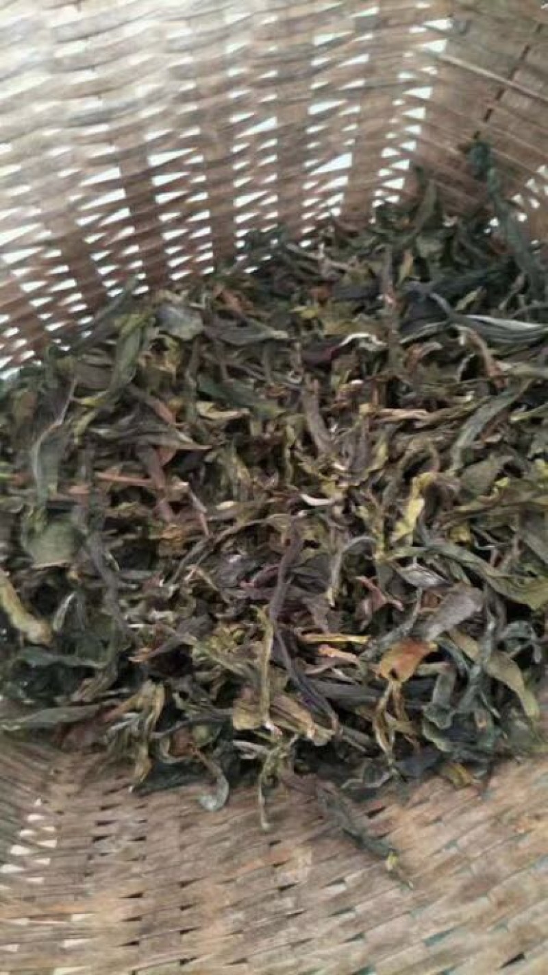 古树普洱茶