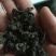 地皮菜，甘肃地皮菜质量就是好，欢迎各位老板下单
