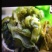 地皮菜，甘肃地皮菜质量就是好，欢迎各位老板下单