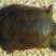 生态甲鱼1~1.5斤