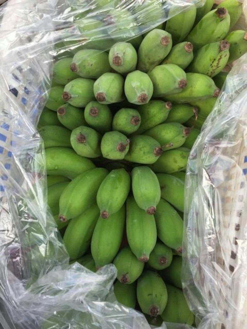 西贡蕉八成熟