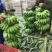 西贡蕉八成熟