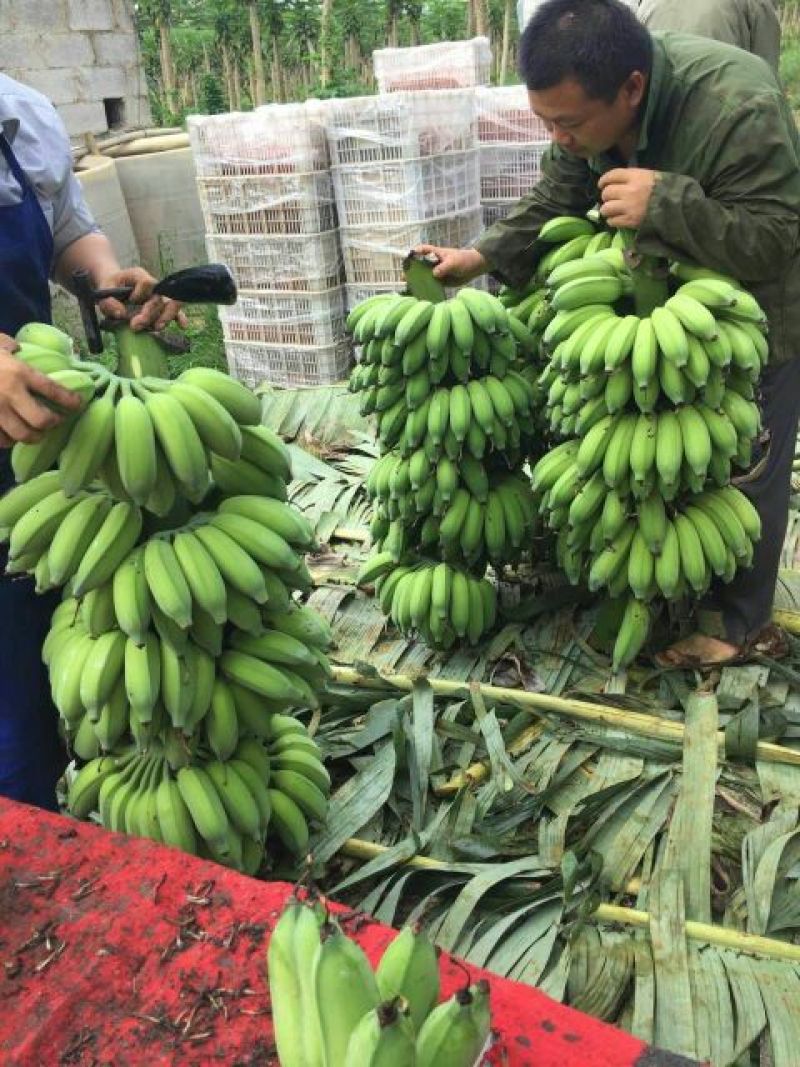 西贡蕉八成熟