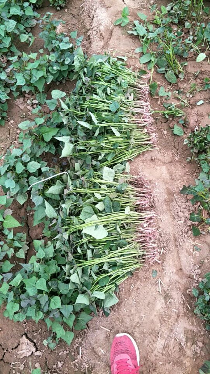 商薯19红薯苗25~35cm
