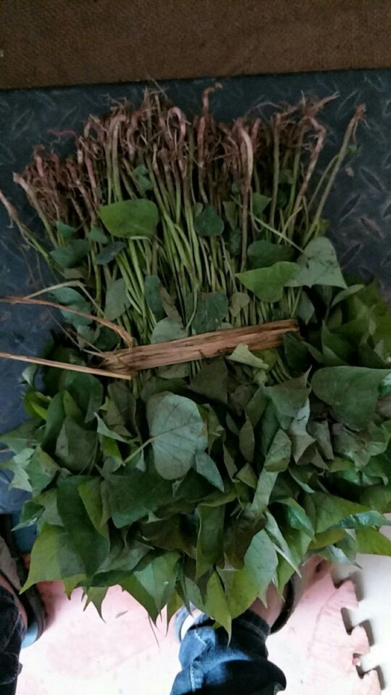 商薯19红薯苗25~35cm