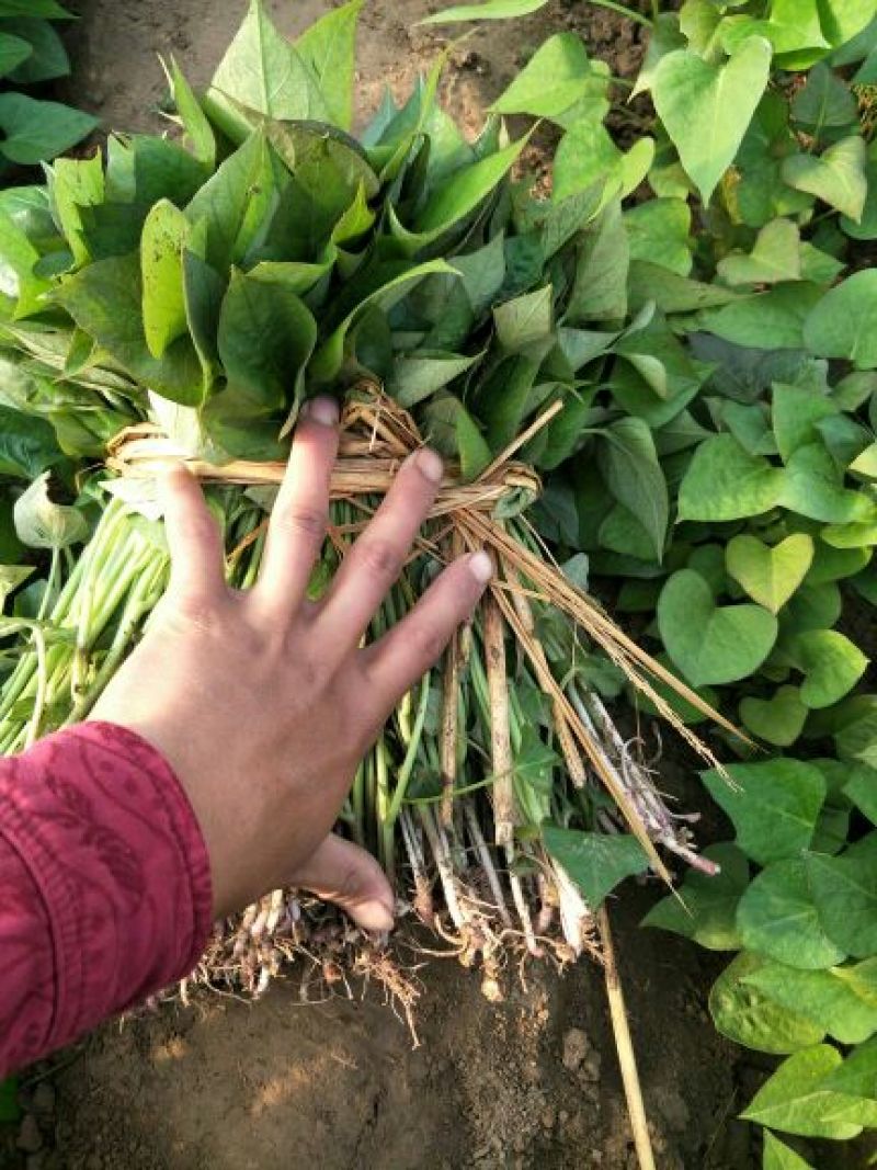 商薯19红薯苗25~35cm