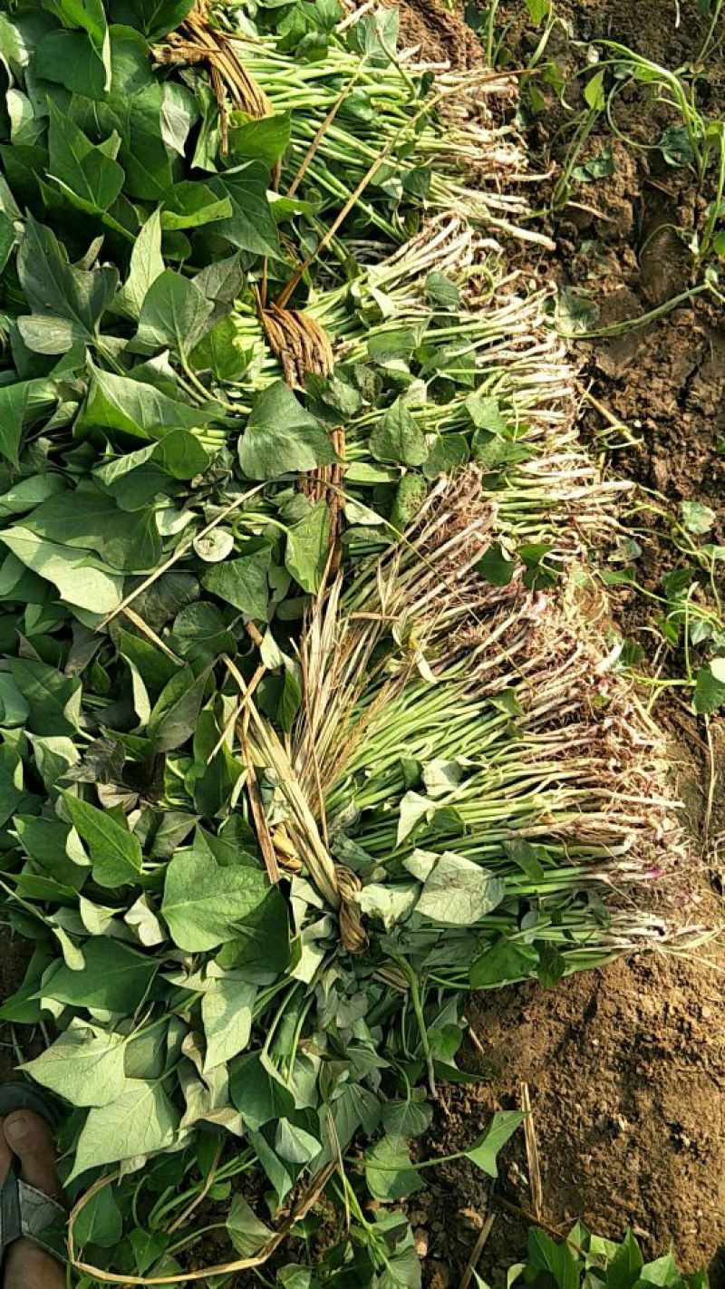 商薯19红薯苗25~35cm