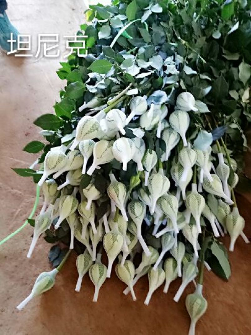 【假一赔十】云南玫瑰鲜花、鲜切花批发，新鲜直达，全国发货