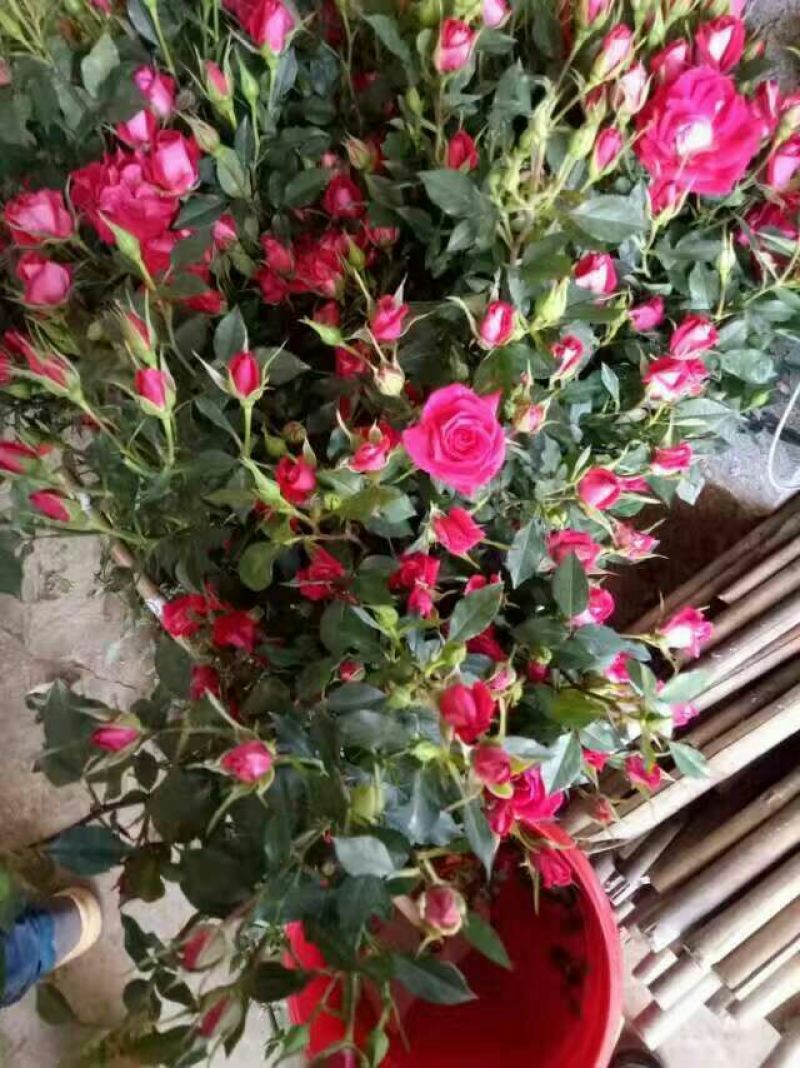 【假一赔十】云南玫瑰鲜花、鲜切花批发，新鲜直达，全国发货