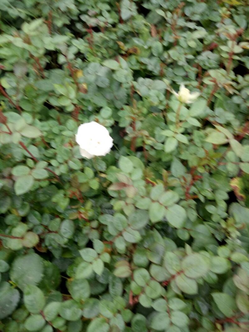 【假一赔十】云南玫瑰鲜花、鲜切花批发，新鲜直达，全国发货