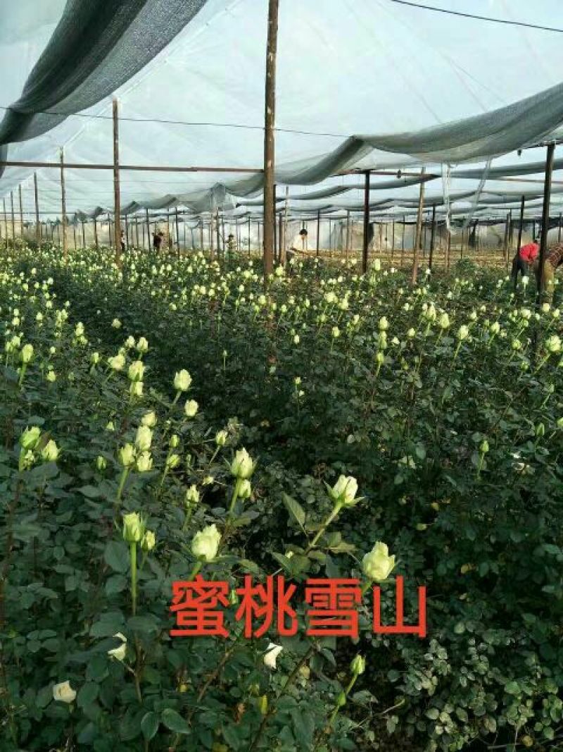 【假一赔十】云南玫瑰鲜花、鲜切花批发，新鲜直达，全国发货