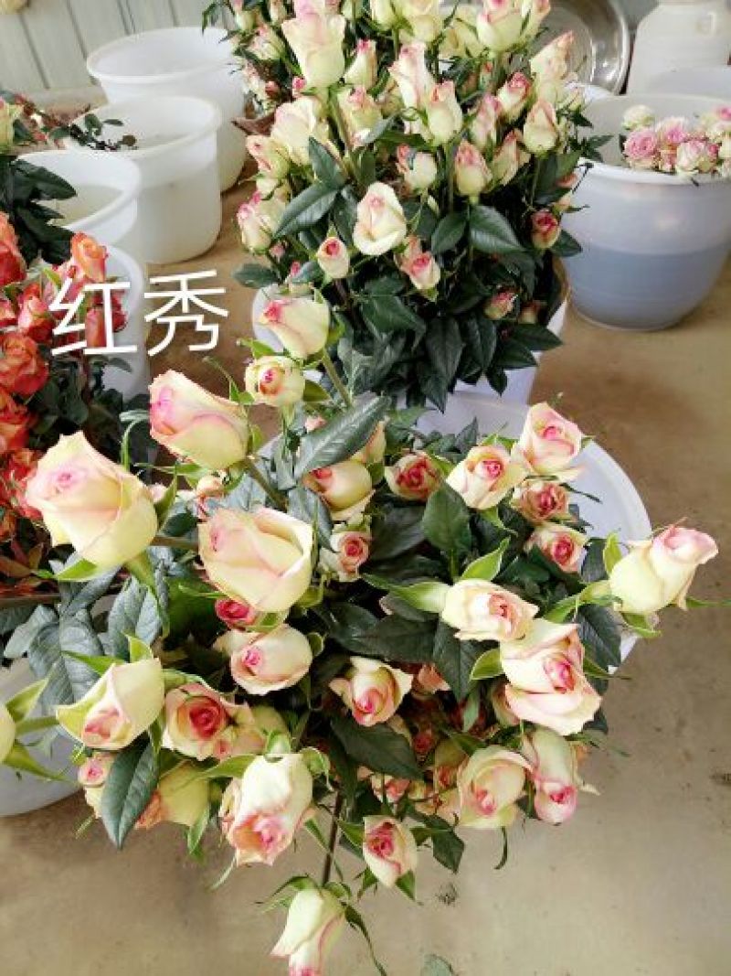 【假一赔十】云南玫瑰鲜花、鲜切花批发，新鲜直达，全国发货