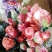 【假一赔十】云南玫瑰鲜花、鲜切花批发,新鲜直达,全国发货