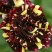【假一赔十】云南玫瑰鲜花、鲜切花批发,新鲜直达,全国发货