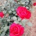 【假一赔十】云南玫瑰鲜花、鲜切花批发,新鲜直达,全国发货